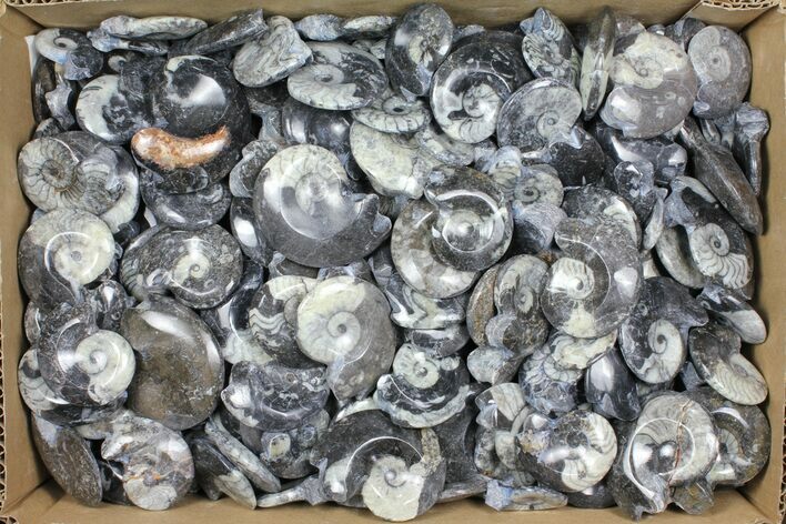 Lot: Polished Goniatite Fossils - - Pieces #98181